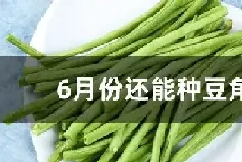 6月份还能种豆角吗