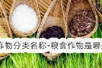 农作物分类名称-粮食作物是哪些？