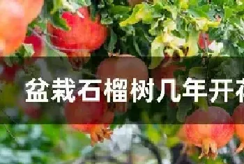 盆栽石榴树几年开花结果