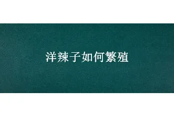 洋辣子如何繁殖