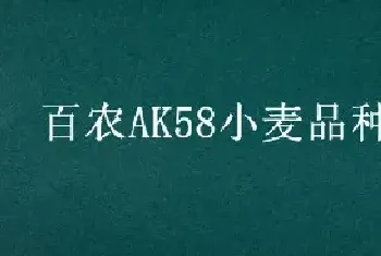 百农AK58小麦品种介绍