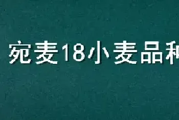 宛麦18小麦品种介绍