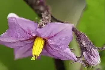 茄子花的功效与作用 有哪些禁忌