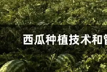 西瓜种植技术和管理