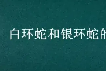 白环蛇和银环蛇的区别