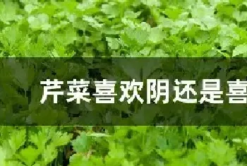 芹菜喜欢阴还是喜欢阳