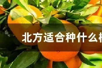 北方适合种什么橘子